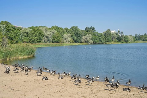 Branta leucopsis white-cheeked goose, Töölö bay, Töölönlahti, Helsinki, Finland