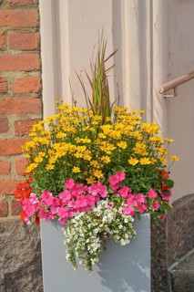 Flowers, flower box, Helsinki, Finland