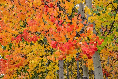 Aspen, (Populus tremula) in an urban park in Augsburg, administrative district of Swabia, Bavaria,