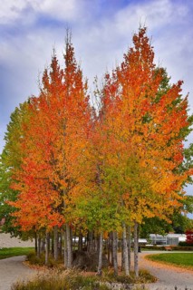 Aspen, (Populus tremula) in an urban park in Augsburg, administrative district of Swabia, Bavaria,