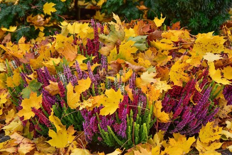 Broom heath (Calluna vulgaris) or Erika covered with autumn leaves in a cemetery in Bavaria,