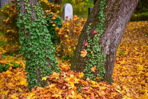 Ivy (Hedera helix) on a tree in a cemetery in Bavaria, Germany