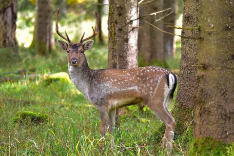 Fallow deer with magnificent antler shovels (Dama dama) in autumn forest in Bavaria, Germany