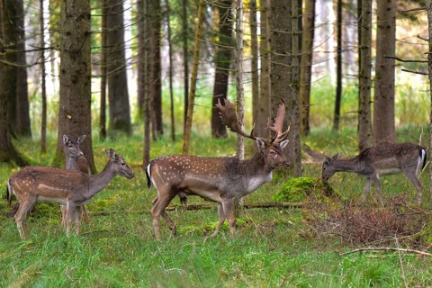 Fallow deer with magnificent antler shovels (Dama dama) in an autumn forest surrounded by its herd