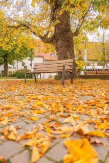 Lonely park bench under a tree on a rocky square full of fallen leaves, Sindelfingen, Böblingen