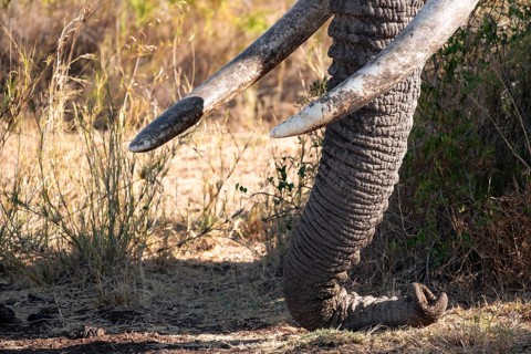 African elephant (Loxodonta africana) detail trunk and tusks, the famous Super Tusker elephant