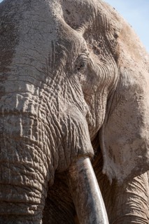 African elephant (Loxodonta africana) animal portrait, detail, the famous Super Tusker elephant