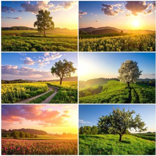 Collage of spring and summer landscapes, blooming flowers, green meadows and trees, hilly landscape
