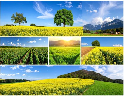 Collage of spring and summer landscapes, blooming flowers, green meadows and trees, hilly landscape