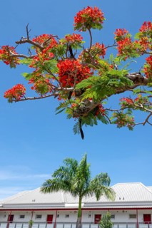 An intensely red-blooming flame tree (Delonix regia) contrasts with the blue sky over a white