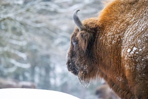 European bison (Bison bonasus) or Wisent portrait in winter, snow, Bavaria, Germany