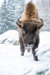 European bison (Bison bonasus) or Wisent walking on a meadow next to the forest in winter, snow,