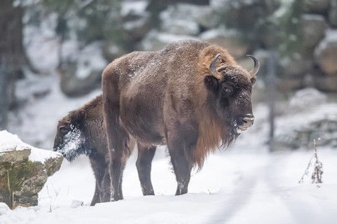 European bison (Bison bonasus) or Wisent walking on a meadow next to the forest in winter, snow,