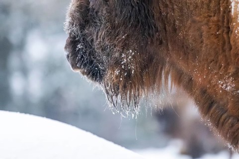 European bison (Bison bonasus) or Wisent detail in winter, snow, nose, fur, Bavaria, Germany