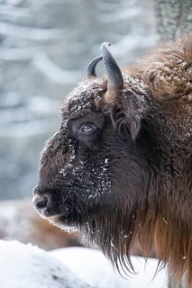 European bison (Bison bonasus) or Wisent portrait in winter, snow, Bavaria, Germany