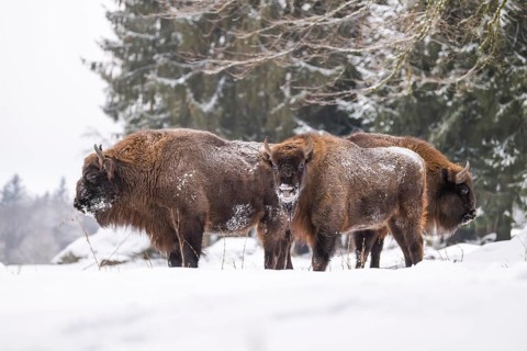 European bison (Bison bonasus) or Wisent standing on a meadow next to the forest in winter, snow,