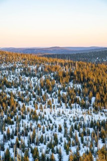 Norway spruce (Picea abies) trees and dead tree trunks from an aerial perspective at sunrise in