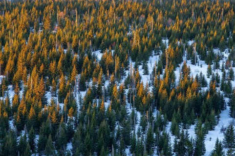 Norway spruce (Picea abies) trees and dead tree trunks from an aerial perspective at sunrise in