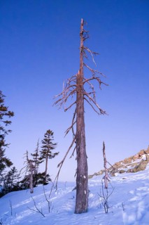 Trees standing at Mount Lusen in the bavarian forest at sunrise at winter, Bavaria, Germany
