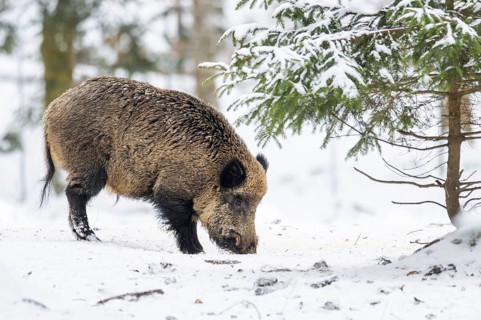 Wild boar (Sus scrofa) standing in a forest in winter, snow, Bavaria, Germany
