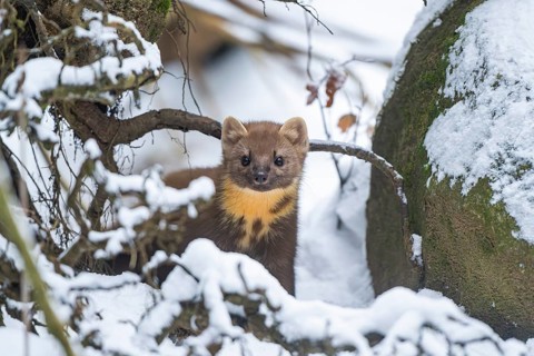 European pine marten (Martes martes) standing in the snow in winter, National Park Bavarian Forest,