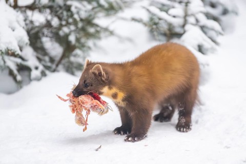 European pine marten (Martes martes) with a chick in his mouth standing in the snow in winter,