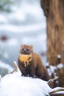 European pine marten (Martes martes) standing in the snow in winter, National Park Bavarian Forest,
