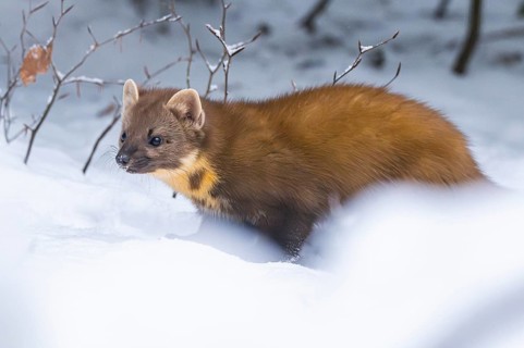 European pine marten (Martes martes) standing in the snow in winter, National Park Bavarian Forest,