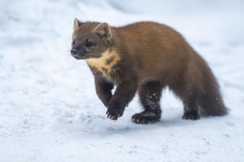 European pine marten (Martes martes) running in the snow in winter, National Park Bavarian Forest,