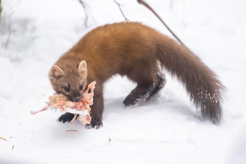 European pine marten (Martes martes) with a chick in his mouth standing in the snow in winter,