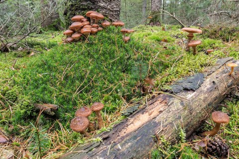Hallimash (Armillaria ostoyae), Emsland, Lower Saxony, Germany