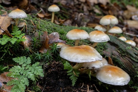 Sulphur Tuft (Hypholoma fasciculare), Emsland, Lower Saxony, Germany