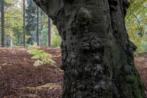 Old European beech (Fagus sylvatica) and bracken (Pteridium aquilinum), Emsland, Lower Saxony,