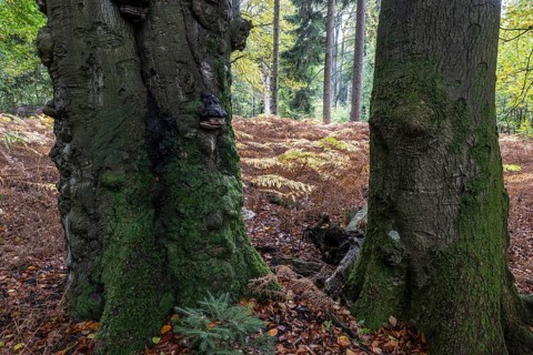 Old red beech (Fagus sylvatica) and eagle fern (Pteridium aquilinum), Emsland, Lower Saxony,