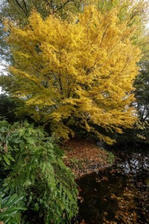 Japanese Japanese maple (Acer palmatum Sangu-Kaku) in autumn leaves, Emsland, Lower Saxony, Germany