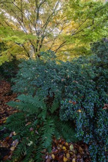 Japanese Japanese maple (Acer palmatum Sangu-Kaku) in autumn leaves behind rhododendron and fern,