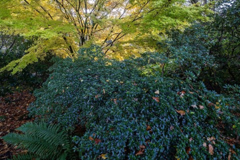 Japanese Japanese maple (Acer palmatum Sangu-Kaku) in autumn leaves behind rhododendron and fern,