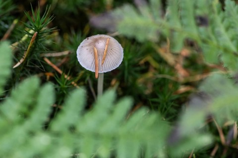 Helmling (Mycena), Emsland, Lower Saxony, Germany