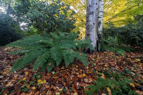 Fern (Polystichum), Birch (Betula pendula), Rhododendron (Rhododendron) and Japanese Maple (Acer