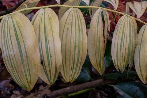Patterns in autumn leaves of Solomon seal (Polygonatum multiflorum), Emsland, Lower Saxony, Germany