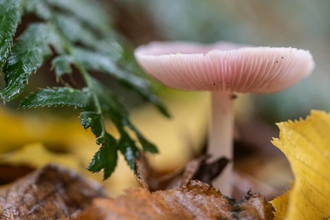 Dwarf lactrichterling (Laccaria tortilis), Emsland, Lower Saxony, Germany