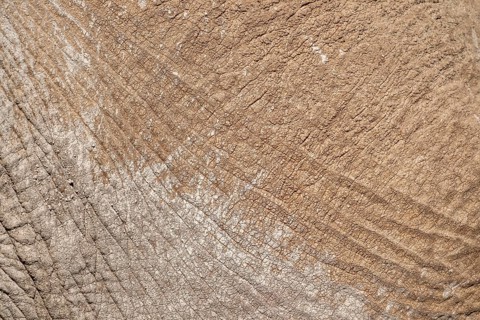 African elephant (Loxodonta africana) detail of skin, Kajiado County, Kenya