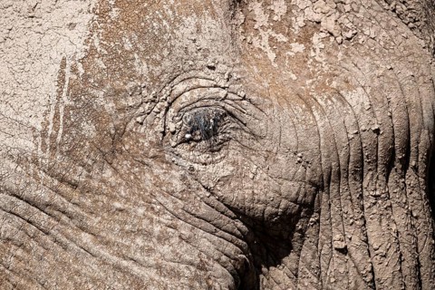 African elephant (Loxodonta africana) detail of the eye, the famous Super Tusker elephant Craig,