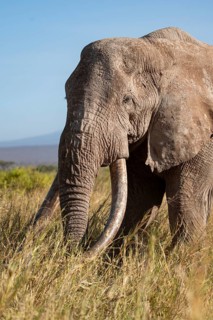 African elephant (Loxodonta africana) the famous Super Tusker elephant Craig, old male with long