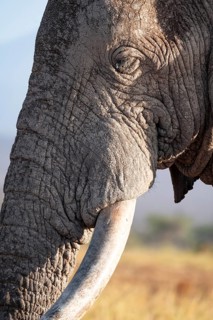 African elephant (Loxodonta africana), the famous Super Tusker elephant Craig, old male with long