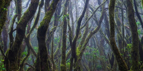 Cloud forest in Garajonay National Park, La Gomera, Canary Islands, Spain