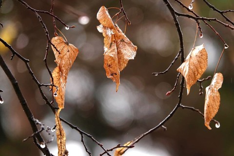 Autumn leaves with raindrops, Germany