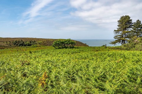 A vast, hilly area is densely covered in the foreground with bright green ferns and broom, while in