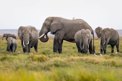 African elephant (Loxodonta africana), herd with heron (Bubulcus ibis), Longinye swamp, Amboseli