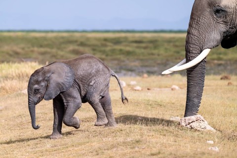 African elephant (Loxodonta africana), small young, baby elephant, Amboseli National Park, Rift